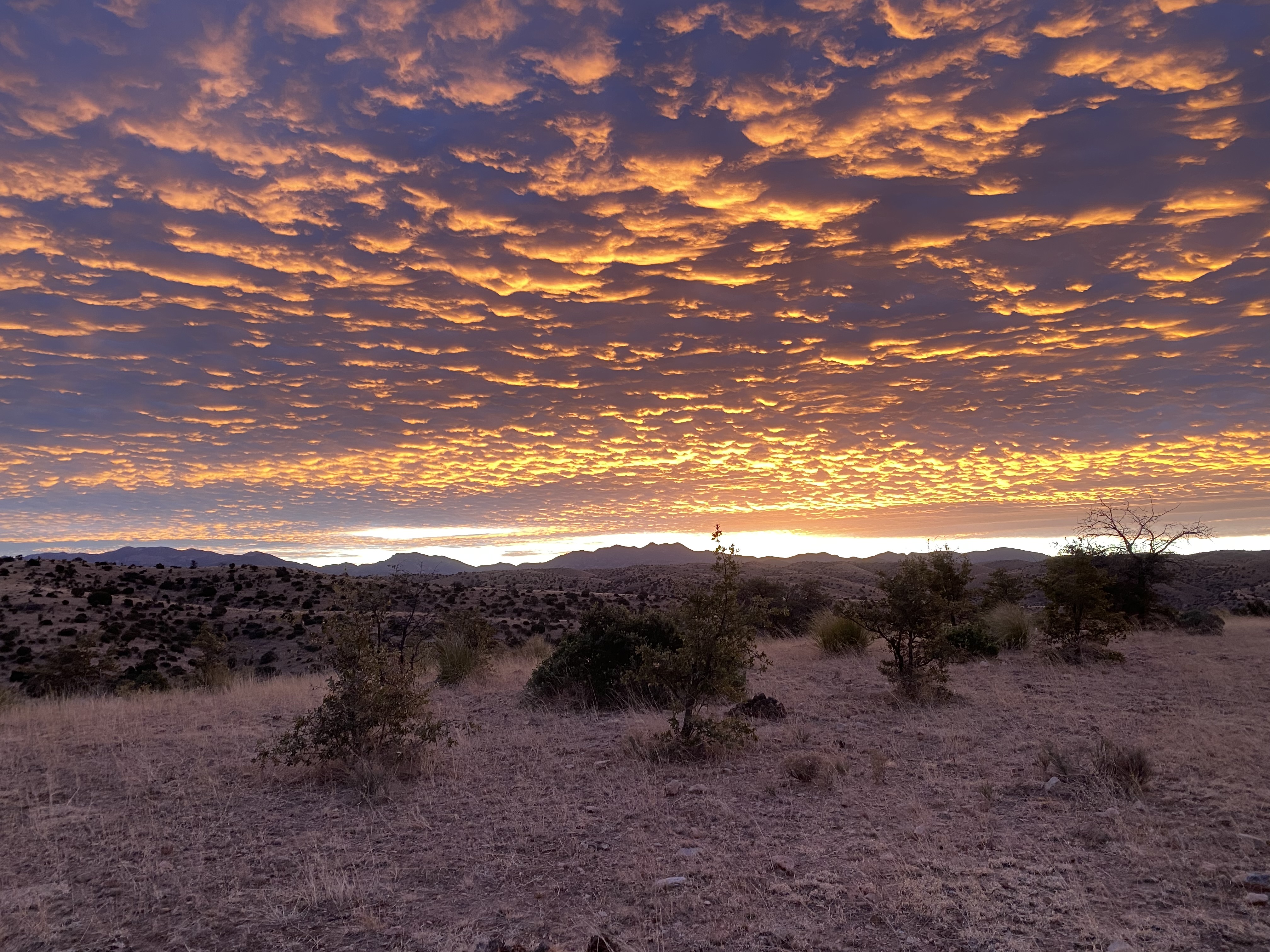 Mexico Free-Range Mule Deer Hunts