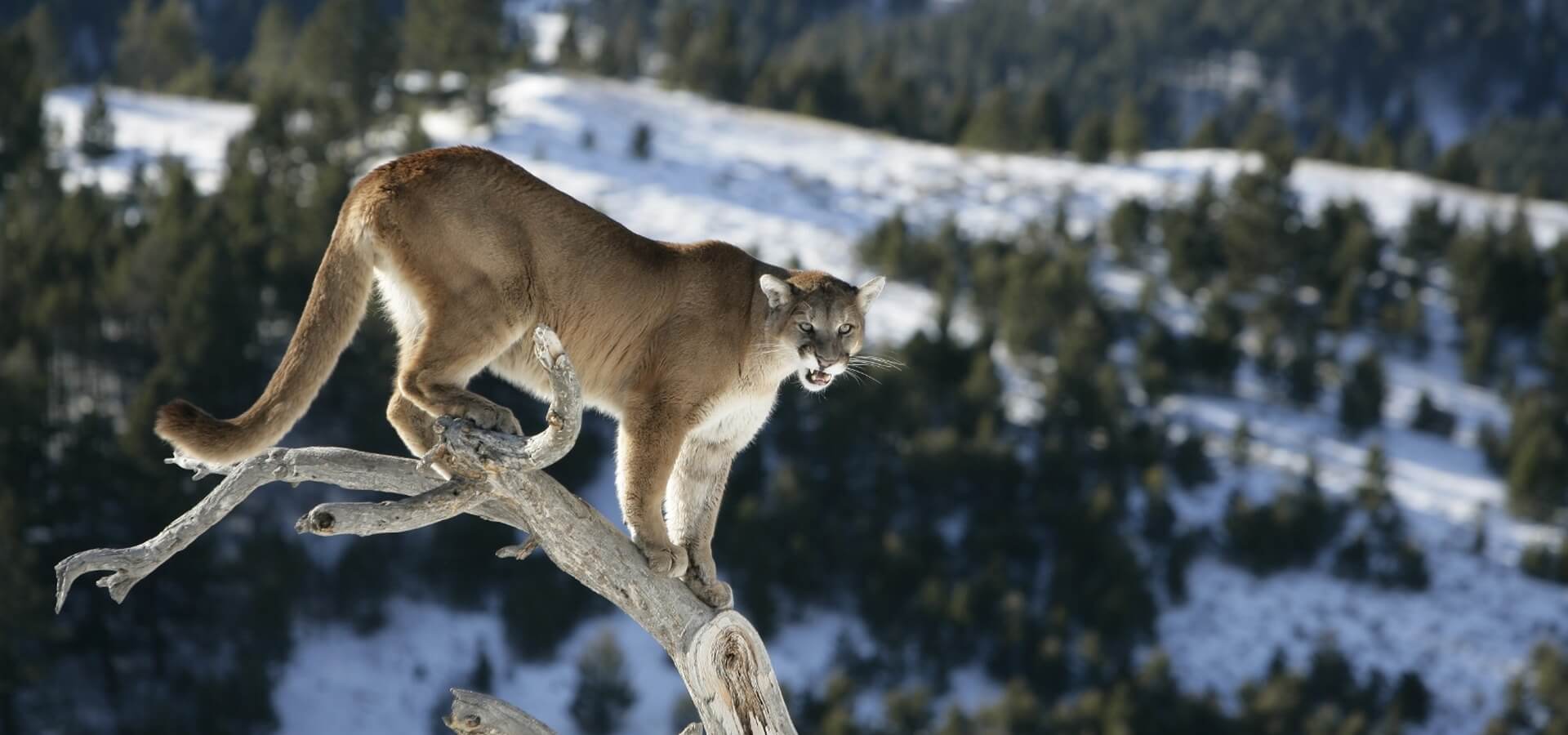 Nevada Mountain Lion Hunts