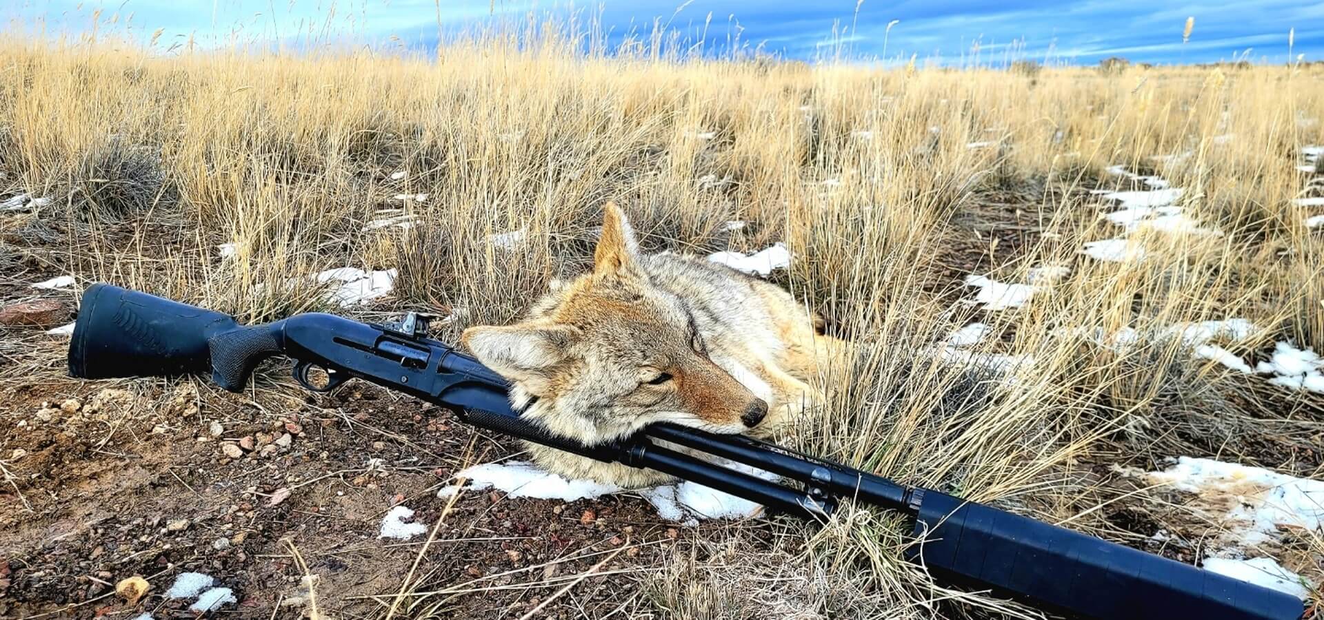 Coyote Hunts