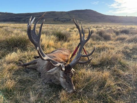 Argentina Hunts