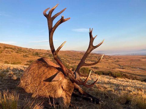 Argentina Hunts photo 31