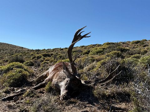 Argentina Hunts photo 16