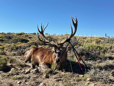 Argentina Hunts photo 15