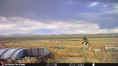 Antelope photo 14