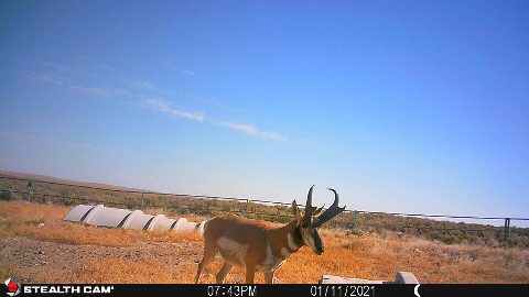 Antelope photo 13