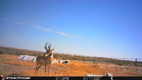 Antelope photo 12