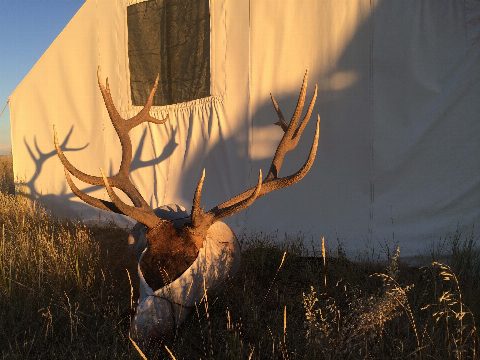 Rocky Mountain Elk photo 11