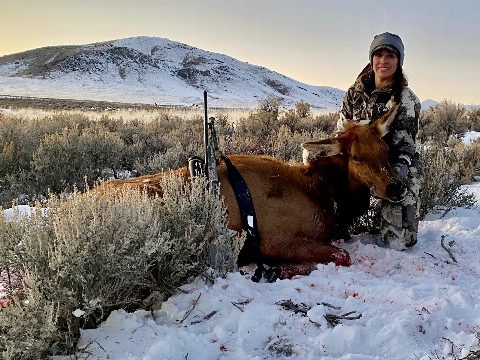 Rocky Mountain Elk photo 9