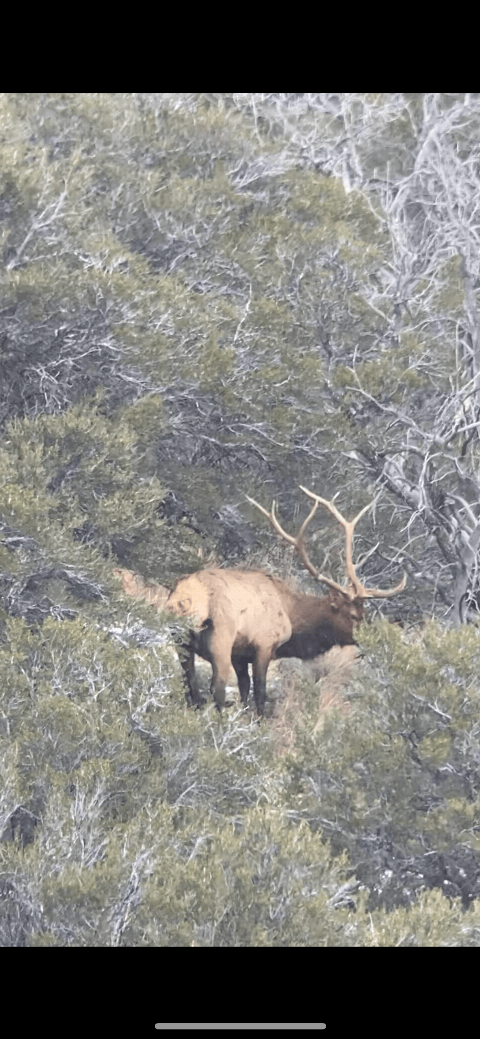 Rocky Mountain Elk photo 7