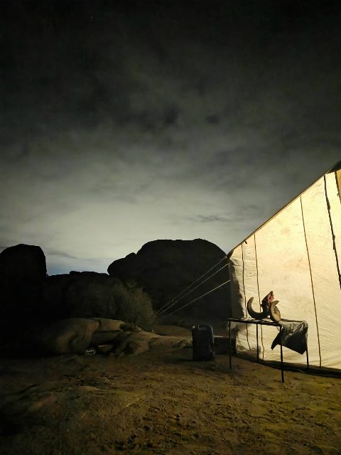 Bighorn Sheep