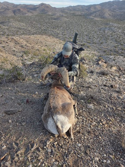 Bighorn Sheep photo 17