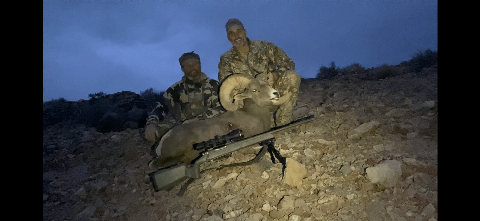 Bighorn Sheep photo 14