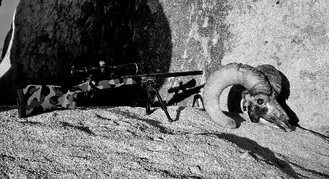 Bighorn Sheep photo 13
