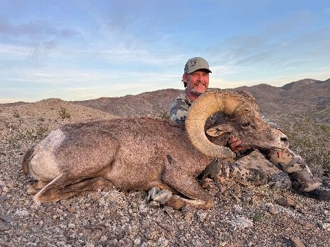 Bighorn Sheep photo 11