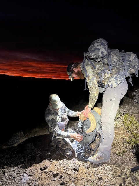 Bighorn Sheep photo 10