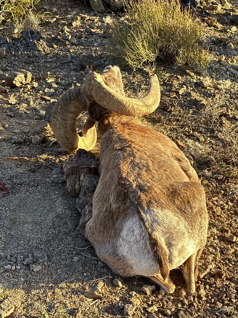 Bighorn Sheep photo 8
