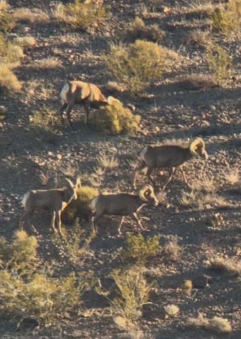 Bighorn Sheep photo 7