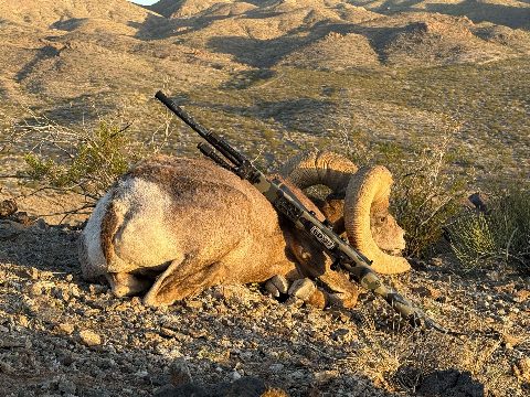 Bighorn Sheep photo 6