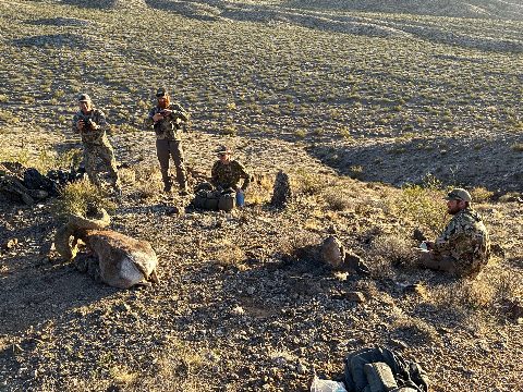 Bighorn Sheep photo 5