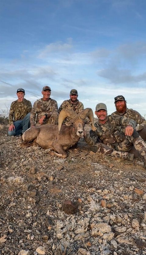 Bighorn Sheep photo 2