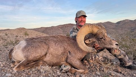 Bighorn Sheep photo 1