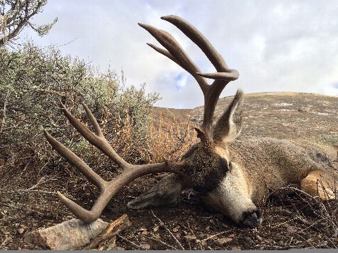 Mule Deer photo 27