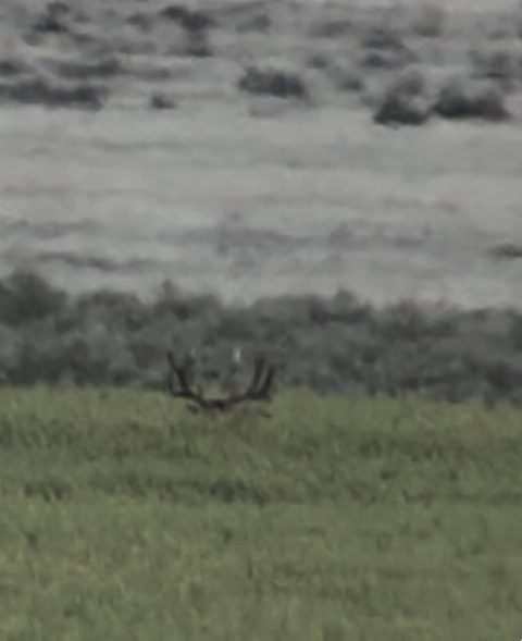 Mule Deer photo 26