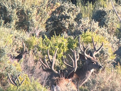 Mule Deer photo 25