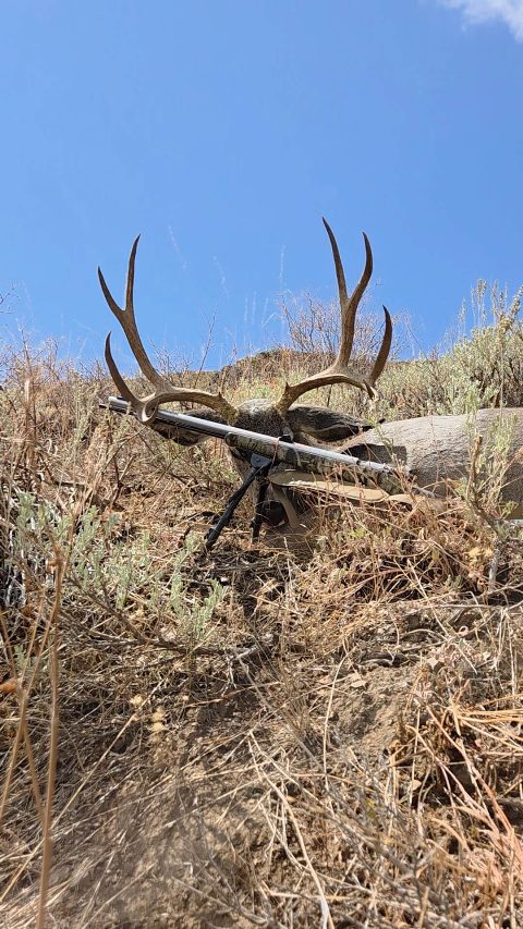 Mule Deer photo 23
