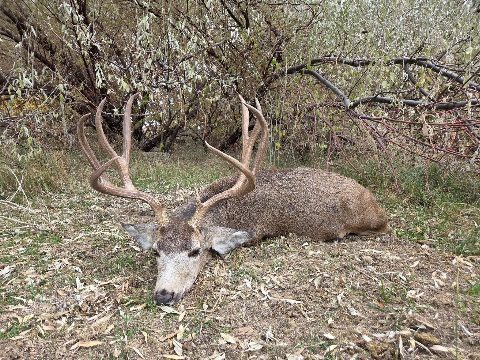 Mule Deer photo 22