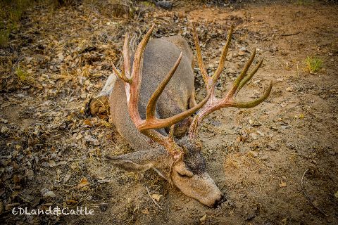 Mule Deer photo 20