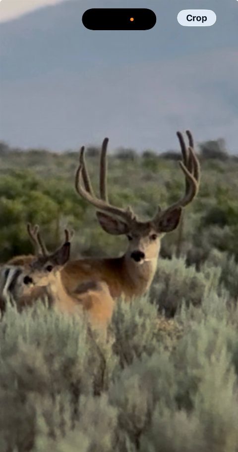 Mule Deer photo 19