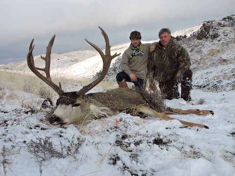 Mule Deer photo 17