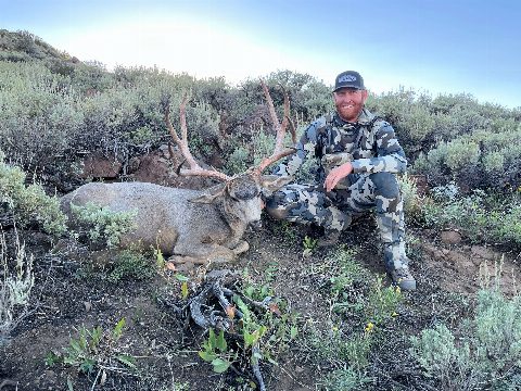 Mule Deer photo 14