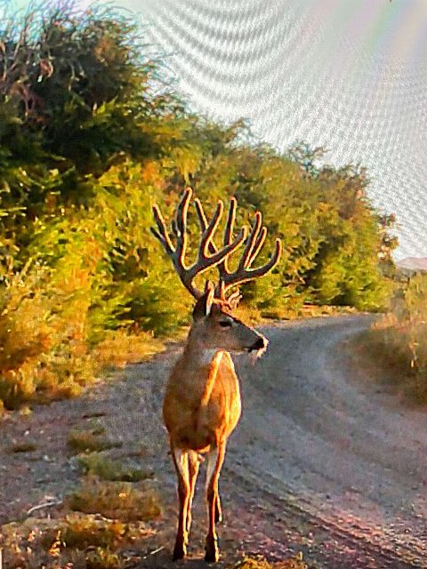 Mule Deer photo 13