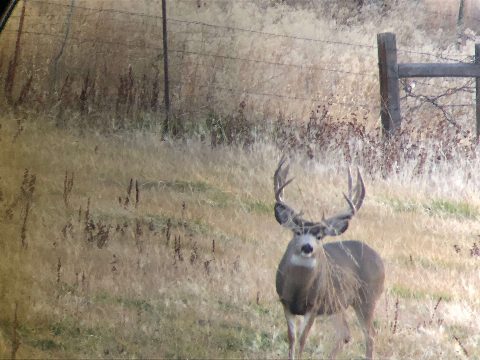 Mule Deer photo 12