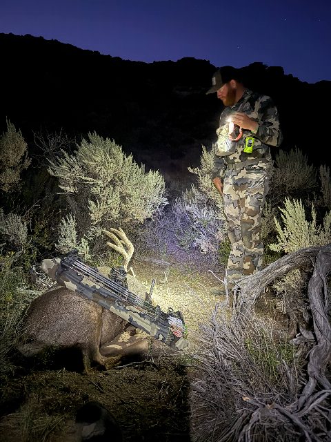 Mule Deer photo 11
