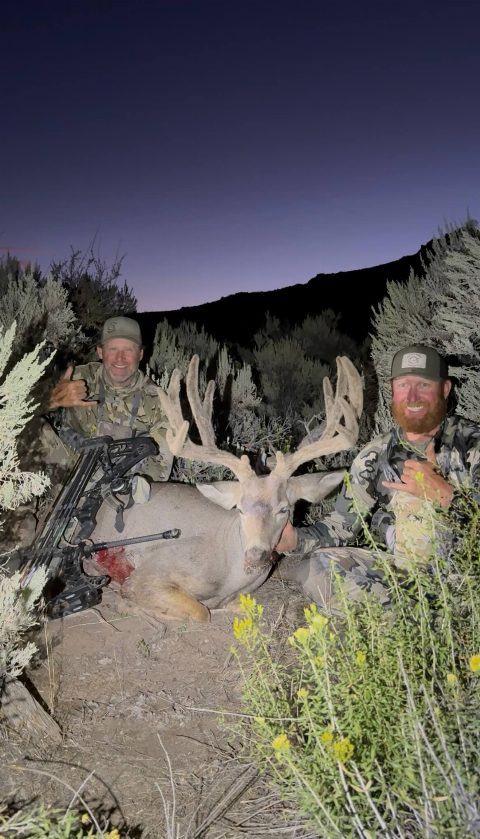 Mule Deer photo 9