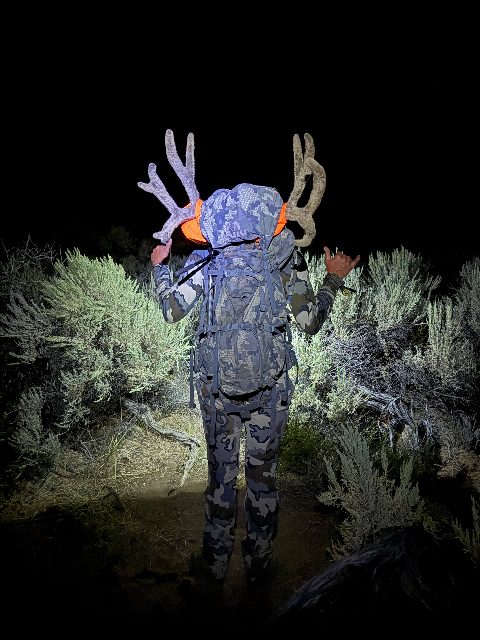 Mule Deer photo 8