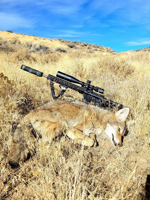 Coyote