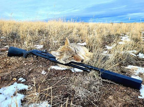 Coyote photo 7