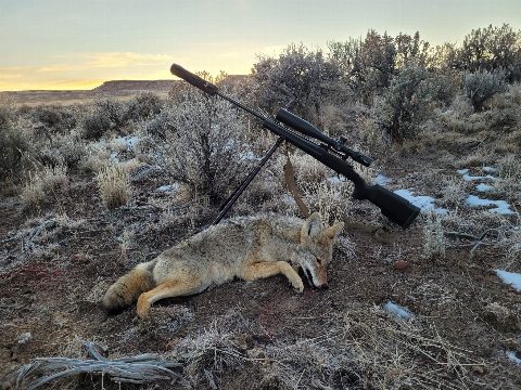 Coyote photo 6
