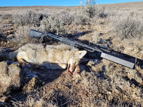 Coyote photo 5