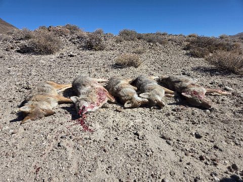 Coyote photo 4