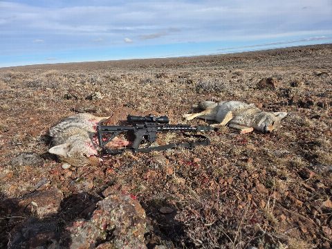 Coyote photo 1