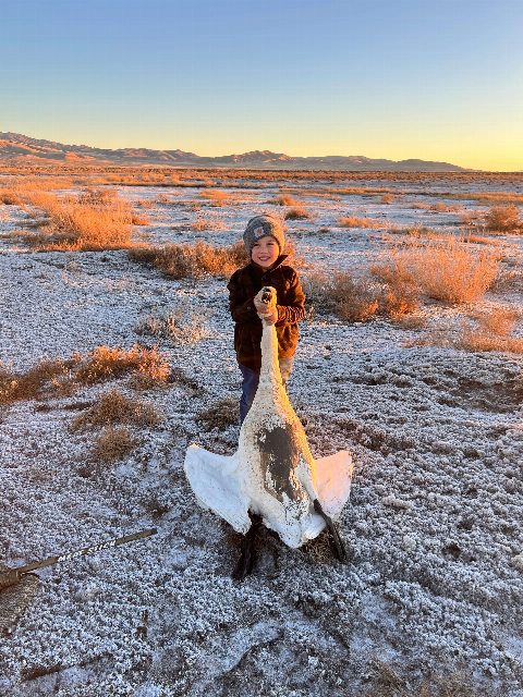 Swan & Waterfowl