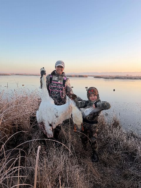 Swan & Waterfowl photo 1