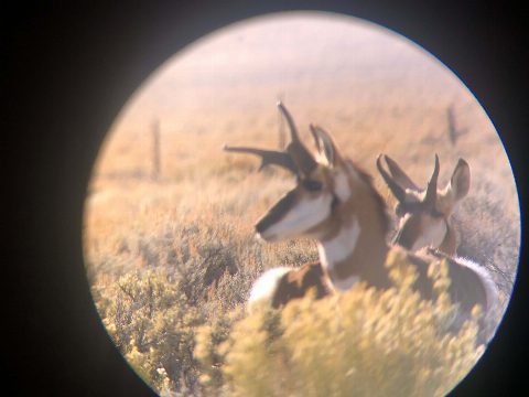 Antelope photo 11