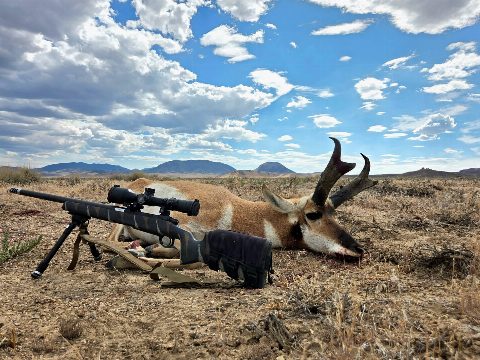 Antelope photo 9