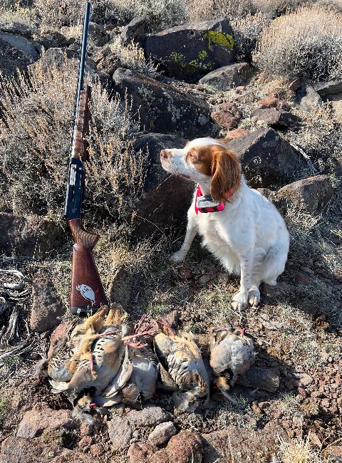 Upland Game photo 16